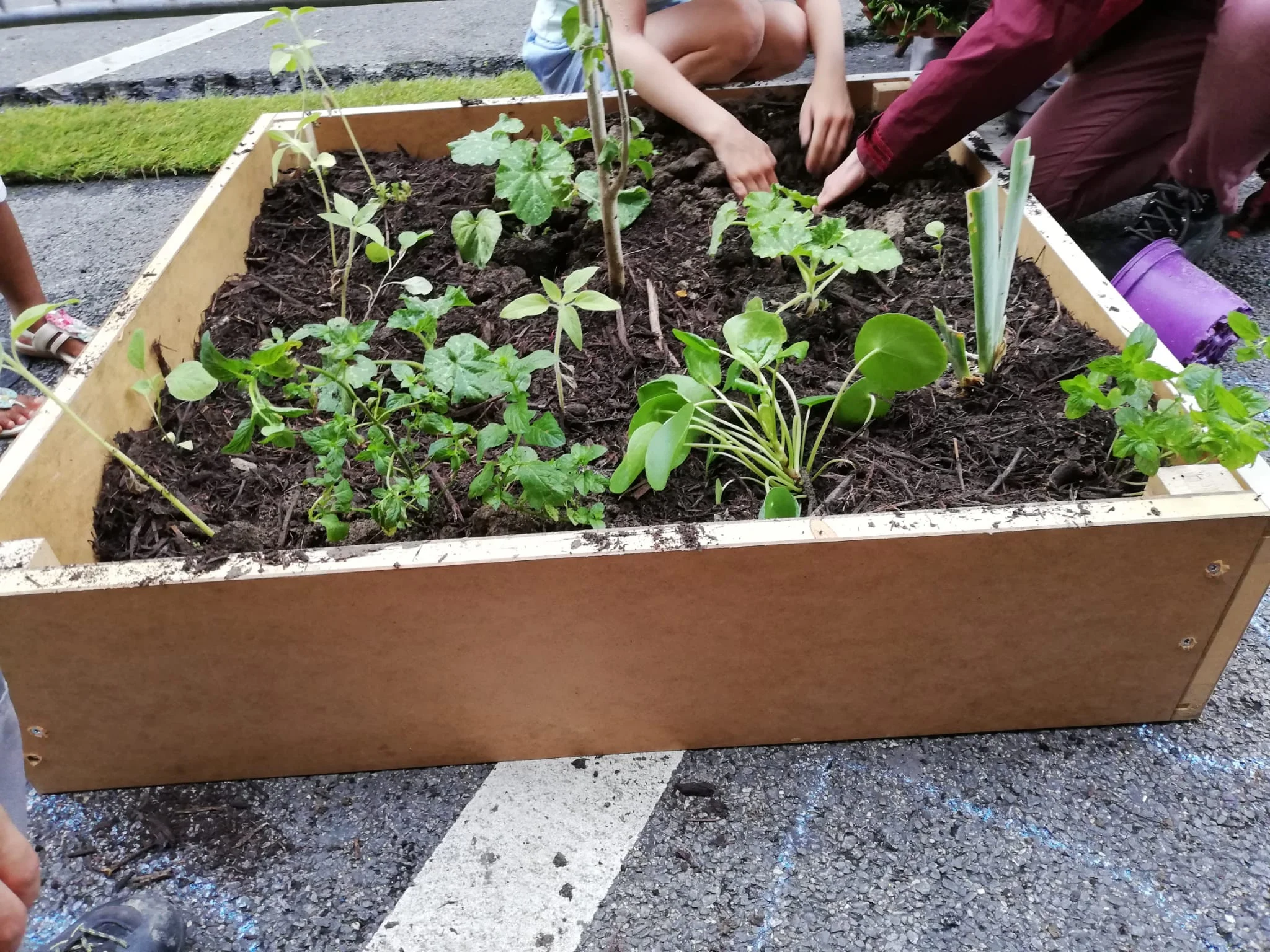 Bac de plantes