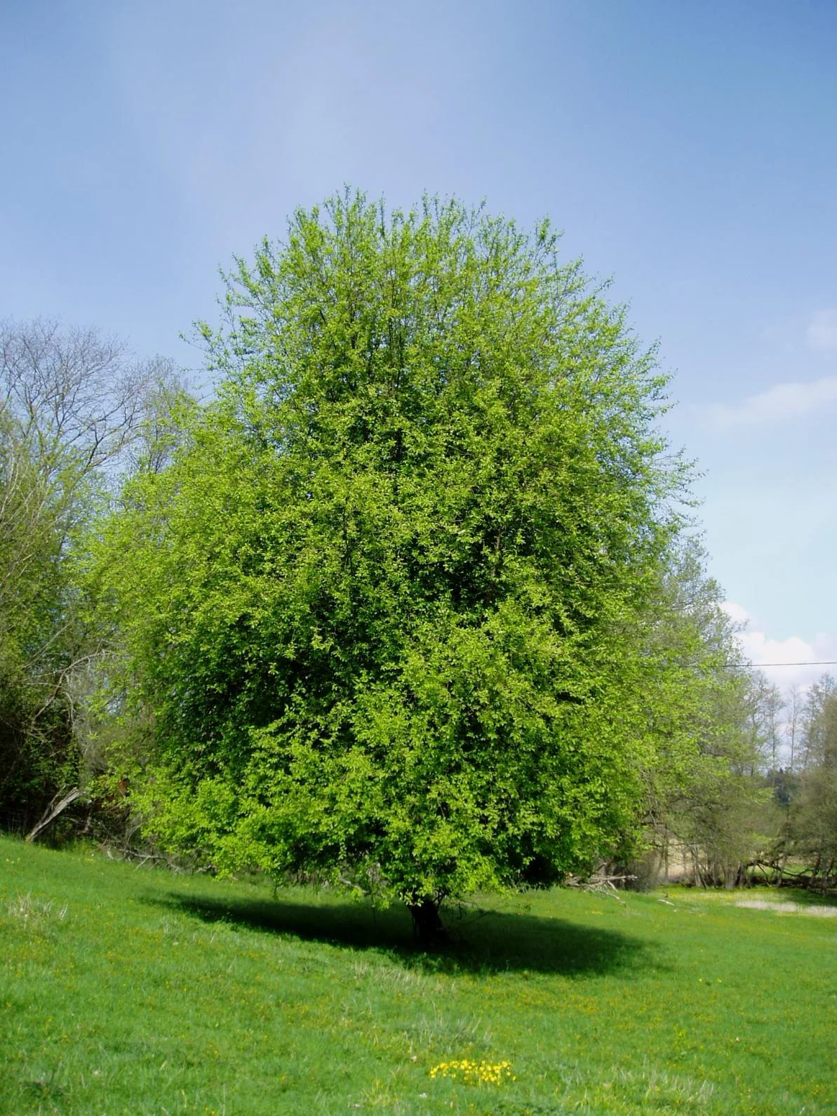 Traubenkirsche Wanderbaumallee