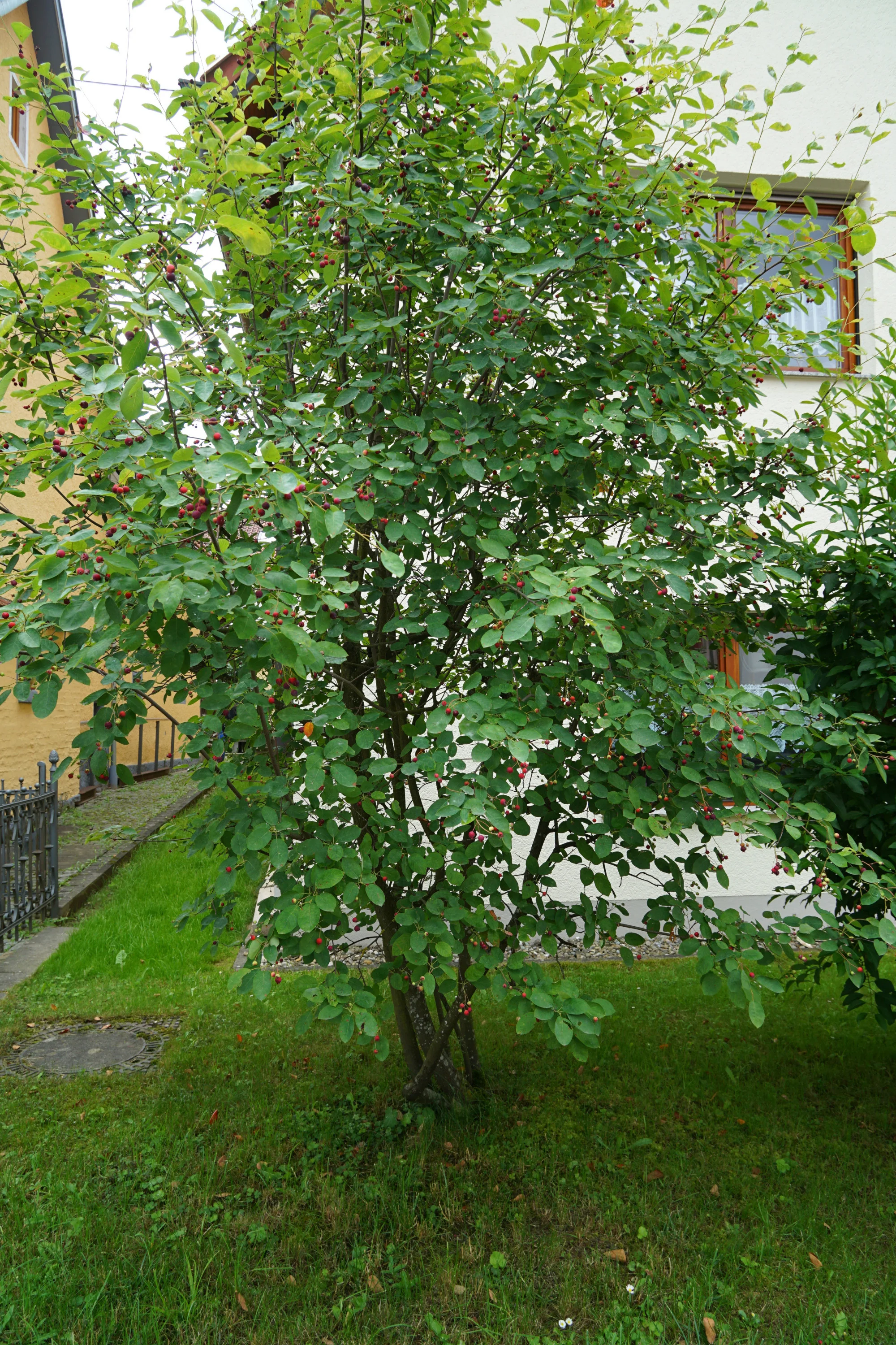 Felsenbirne Wanderbaumallee