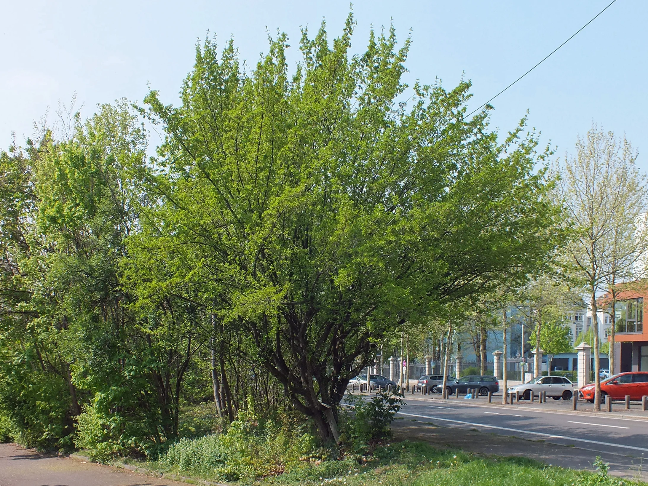 Tierlibaum Wanderbaumallee