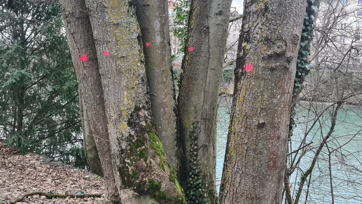 Arbres